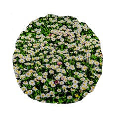 Green Field Of White Daisy Flowers Standard 15  Premium Flano Round Cushions by FunnyCow