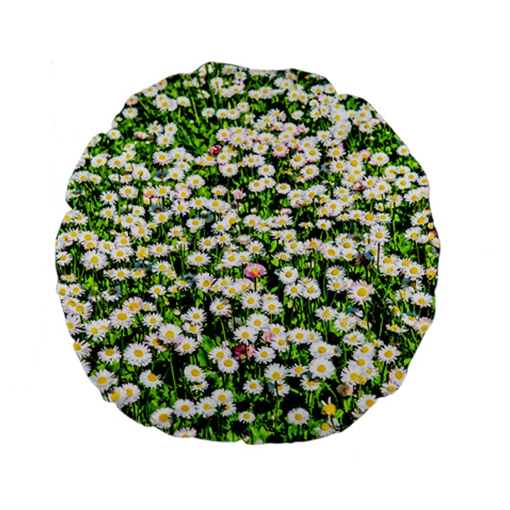 Green Field Of White Daisy Flowers Standard 15  Premium Flano Round Cushions