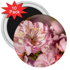 Beautiful Flowering Almond 3  Magnets (10 Pack)  by FunnyCow