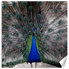 Peacock Bird Animals Pen Plumage Canvas 12  X 12 
