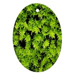 Green Hedge Texture Yew Plant Bush Leaf Ornament (Oval)