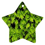 Green Hedge Texture Yew Plant Bush Leaf Ornament (Star)