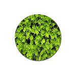 Green Hedge Texture Yew Plant Bush Leaf Magnet 3  (Round)
