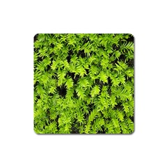 Green Hedge Texture Yew Plant Bush Leaf Square Magnet by Sapixe