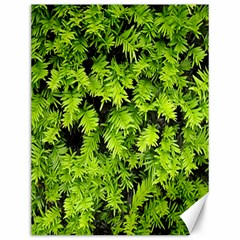 Green Hedge Texture Yew Plant Bush Leaf Canvas 12  X 16  by Sapixe