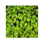 Green Hedge Texture Yew Plant Bush Leaf Small Satin Scarf (Square)