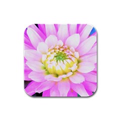 Pretty Pink, White And Yellow Cactus Dahlia Macro Rubber Square Coaster (4 Pack)  by myrubiogarden