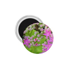 Hot Pink Succulent Sedum With Fleshy Green Leaves 1 75  Magnets by myrubiogarden