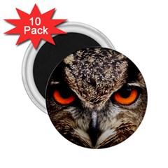 Owl s Scowl 2 25  Magnets (10 Pack)  by WensdaiAmbrose