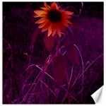 Purple Sunflower Canvas 12  x 12  11.4 x11.56  Canvas - 1