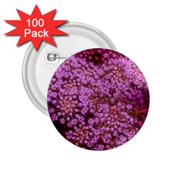 Pink Queen Anne s Lace Landscape 2 25  Buttons (100 Pack)  by okhismakingart