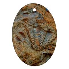Shell Fossil Oval Ornament (two Sides) by okhismakingart
