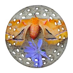 Moth And Chicory Ornament (round Filigree) by okhismakingart
