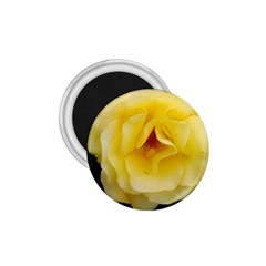 Pale Yellow Rose 1 75  Magnets by okhismakingart