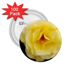 Pale Yellow Rose 2 25  Buttons (100 Pack)  by okhismakingart