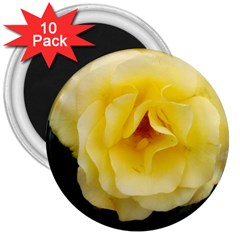Pale Yellow Rose 3  Magnets (10 Pack)  by okhismakingart