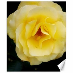 Pale Yellow Rose Canvas 8  X 10  by okhismakingart