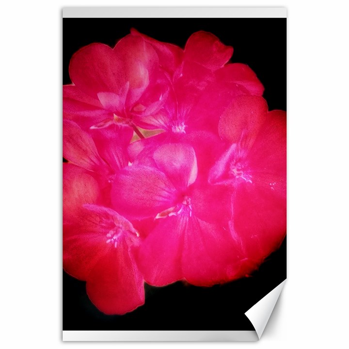 Single Geranium Blossom Canvas 24  x 36 