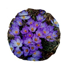 Signs Of Spring Purple Crocua Standard 15  Premium Round Cushions by Riverwoman