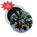 Palm Tree 2.25  Magnets (10 pack)  Front