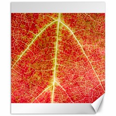 Plant Vineyard Wine Sunlight Texture Leaf Pattern Green Red Color Macro Autumn Circle Vein Sunny  Canvas 8  X 10  by Vaneshart