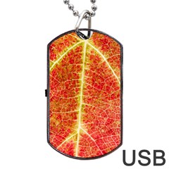 Plant Vineyard Wine Sunlight Texture Leaf Pattern Green Red Color Macro Autumn Circle Vein Sunny  Dog Tag Usb Flash (one Side)
