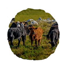 Cows At Countryside, Maldonado Department, Uruguay Standard 15  Premium Flano Round Cushions by dflcprints