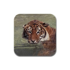 Swimming Tiger Rubber Square Coaster (4 Pack)  by ExtraGoodSauce