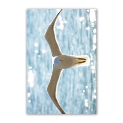 Seagull Poster 16  X 24 