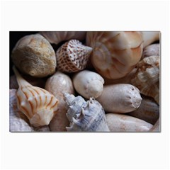 Beautiful Seashells  Postcard 4 x 6  (pkg Of 10) by StarvingArtisan
