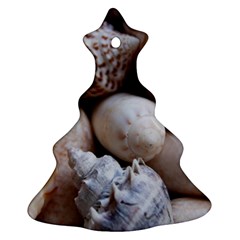 Beautiful Seashells  Ornament (christmas Tree)  by StarvingArtisan