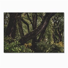 Botanical Motif Trees Detail Photography Postcard 4 x 6  (pkg Of 10) by dflcprintsclothing