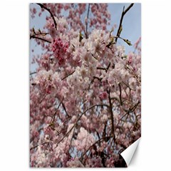 Almond Tree Flower Canvas 20  X 30  by artworkshop