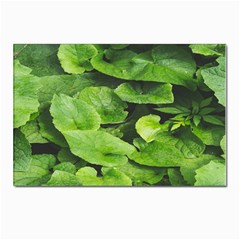 Layered Plant Leaves Iphone Wallpaper Postcards 5  X 7  (pkg Of 10) by artworkshop