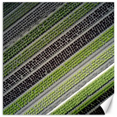 Field Agriculture Farm Stripes Diagonal Canvas 12  X 12  by Jancukart