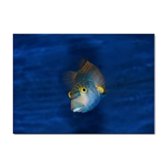 Fish Blue Animal Water Nature Sticker A4 (10 Pack)