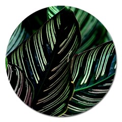 Calathea Leaves Strippe Line Magnet 5  (round)
