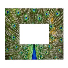 Peacock,army 1 White Wall Photo Frame 5  X 7  by nateshop