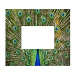 Peacock,army 1 White Wall Photo Frame 5  x 7  Front