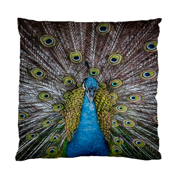 Peacock-feathers2 Standard Cushion Case (One Side)