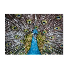 Peacock-feathers2 Crystal Sticker (a4) by nateshop
