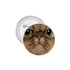 Cute Persian Catface In Closeup 1 75  Buttons by Amaryn4rt