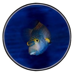 Fish Blue Animal Water Nature Wireless Fast Charger(black)