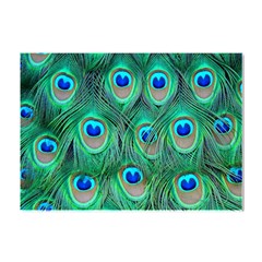 Peacock Feathers, Bonito, Bird, Blue, Colorful, Feathers Crystal Sticker (a4) by nateshop